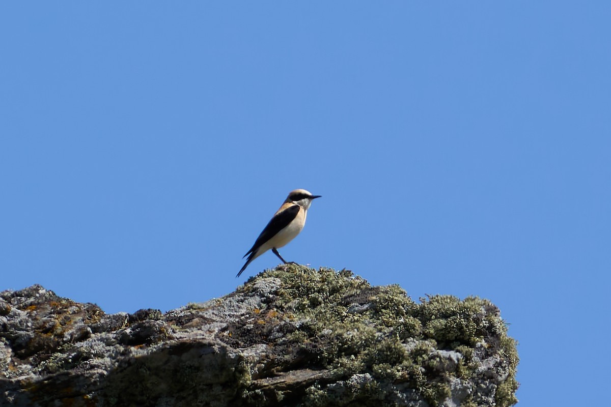 Western Black-eared Wheatear - ML633368388