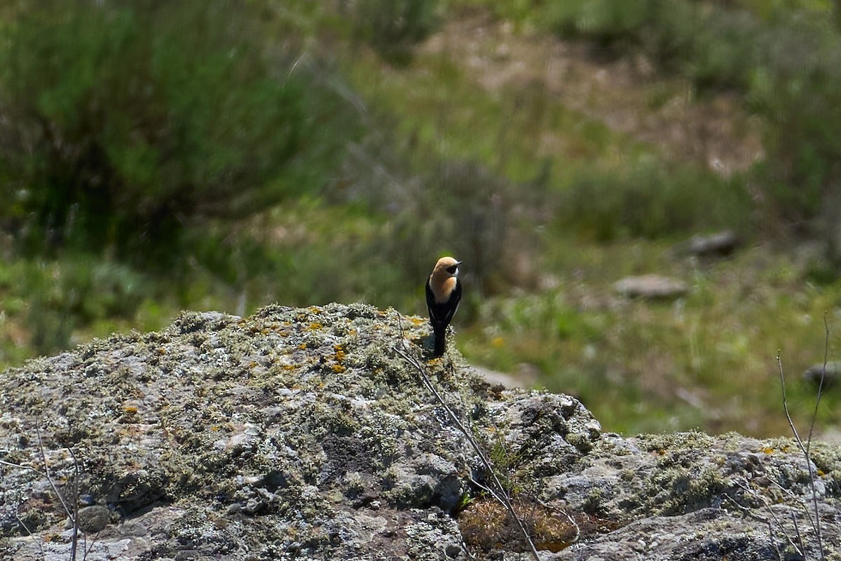 Western Black-eared Wheatear - ML633368389