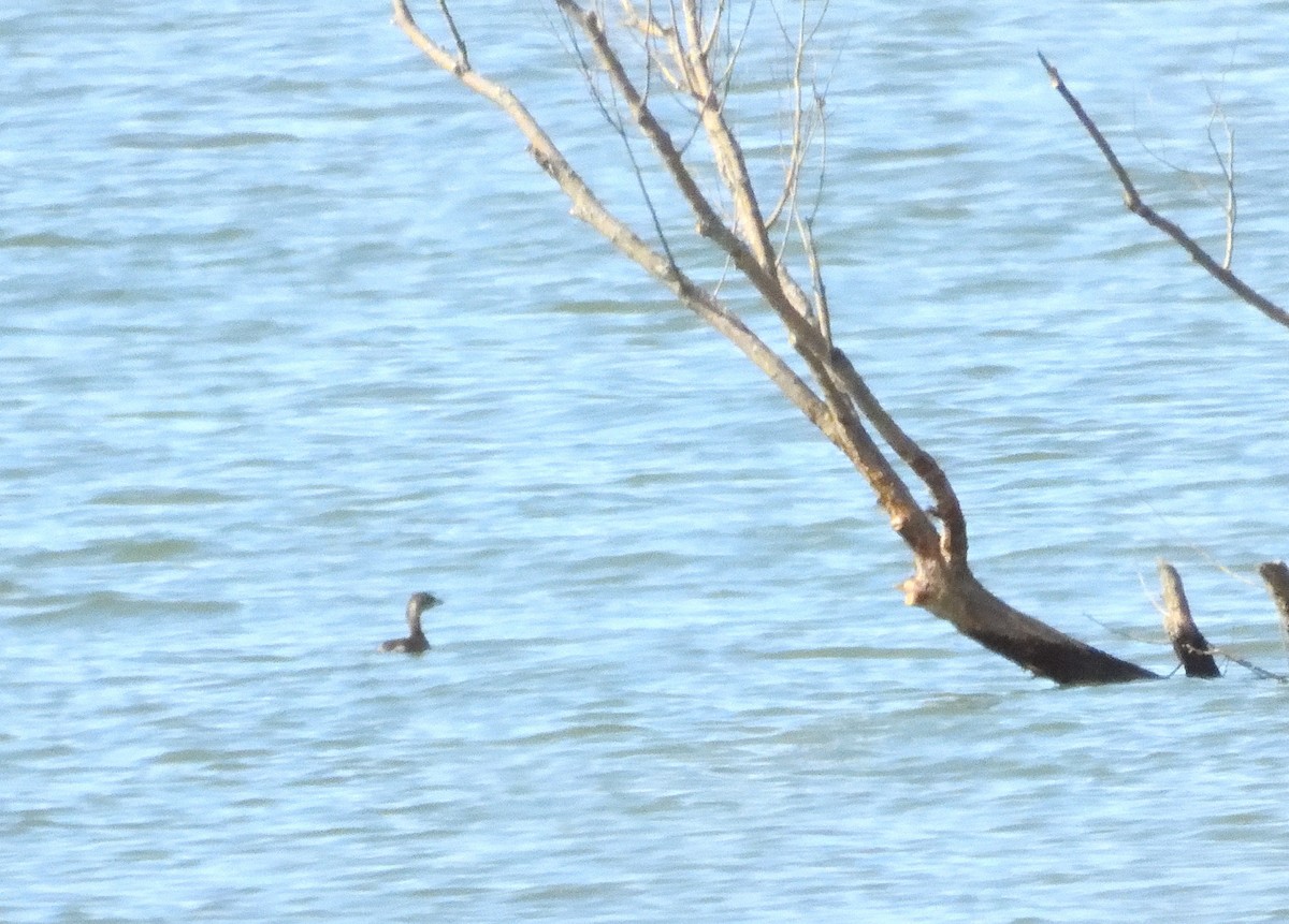 Pied-billed Grebe - ML633368397