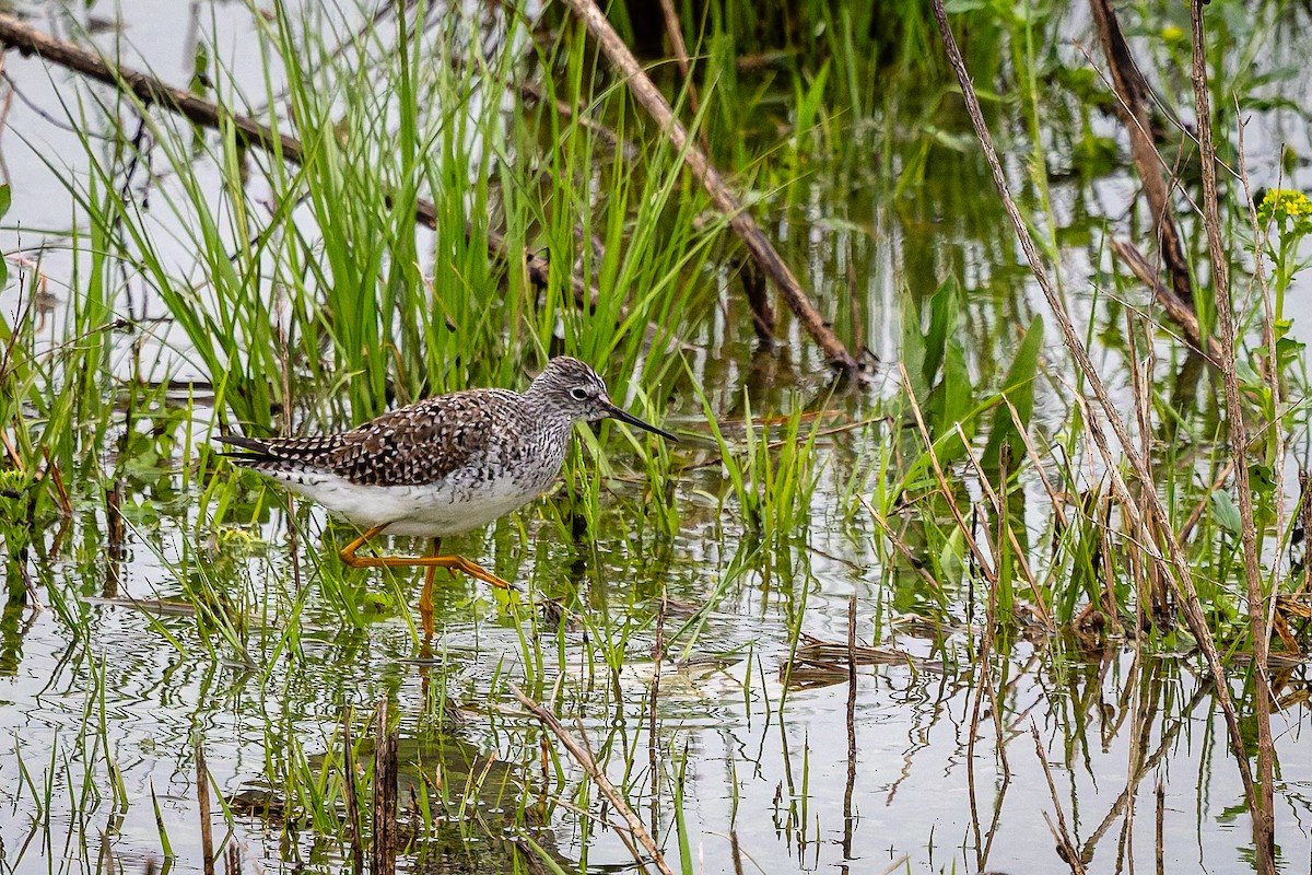 Lesser Yellowlegs - ML633368504