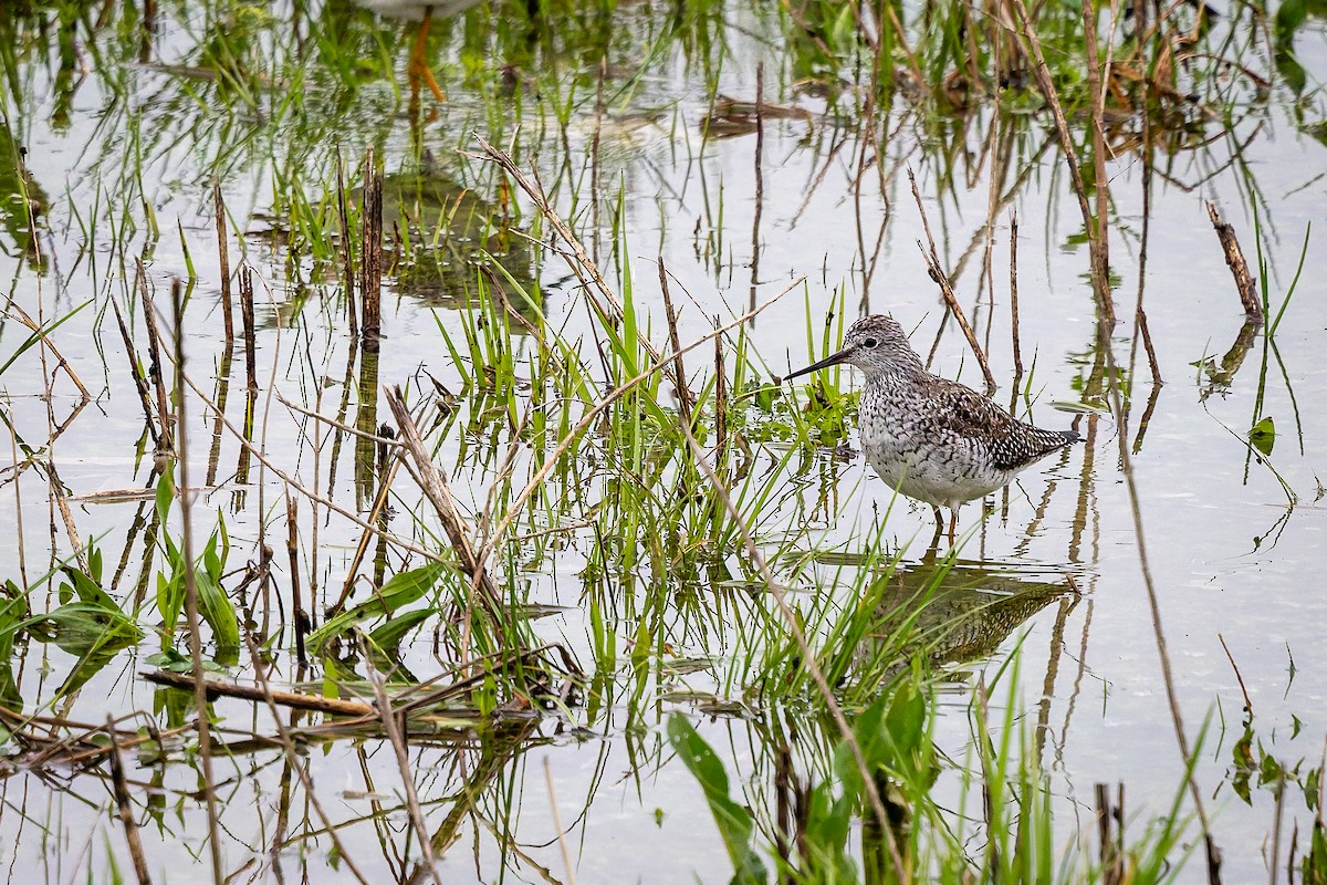 Lesser Yellowlegs - ML633368505
