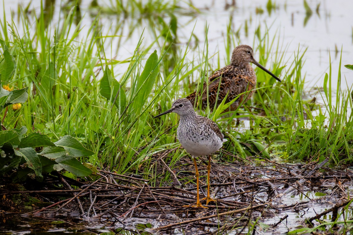Lesser Yellowlegs - ML633368506
