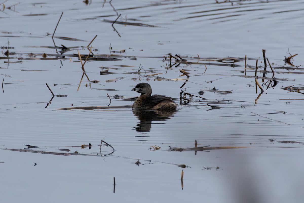 Pied-billed Grebe - ML633368555