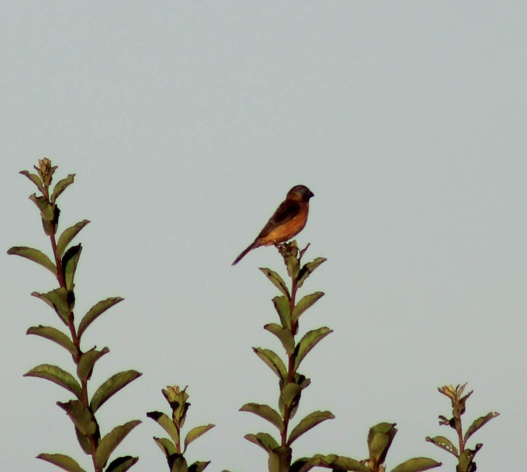 Dark-throated Seedeater - ML633368575