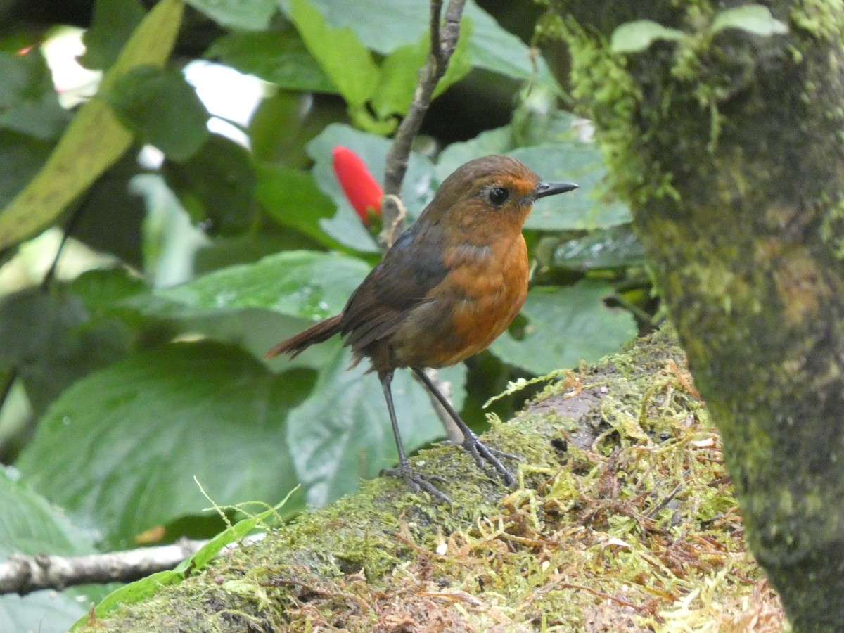 Bornean Shortwing - ML633368618