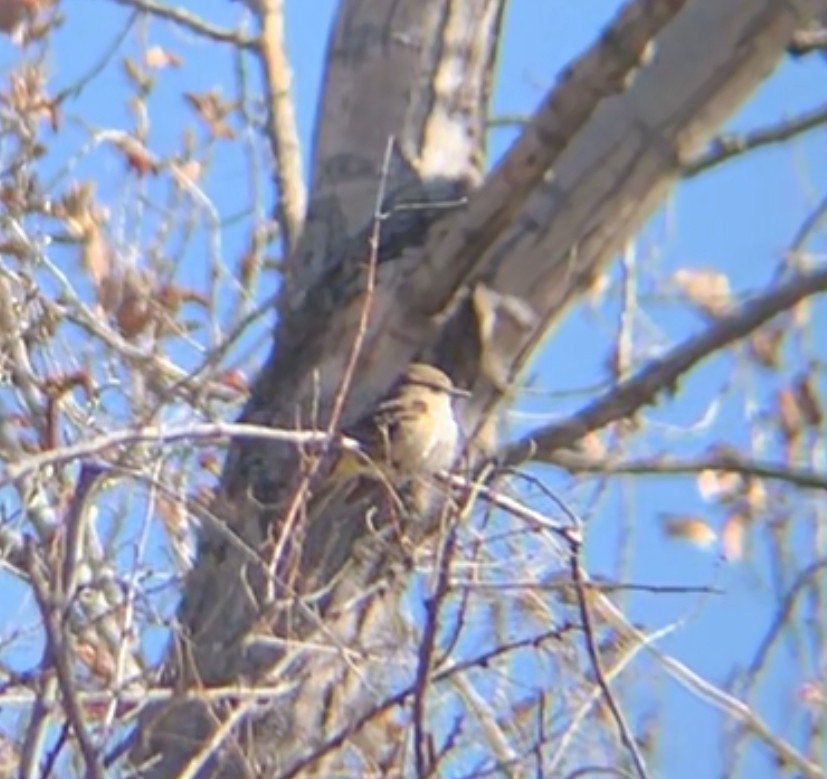 Vermilion Flycatcher - ML633368652