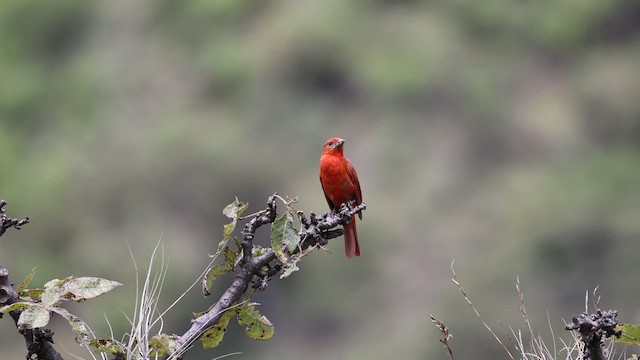 Hepatic Tanager - ML633368806