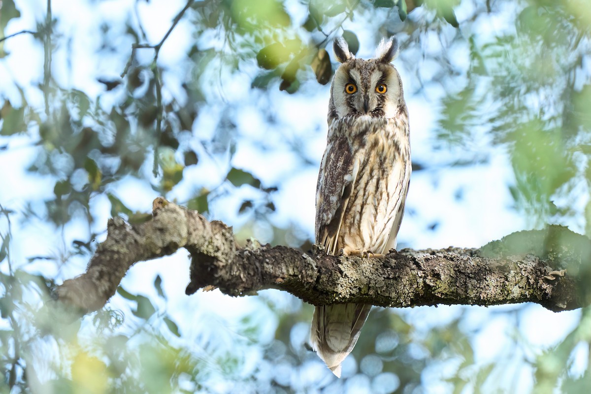 Long-eared Owl - ML633368847