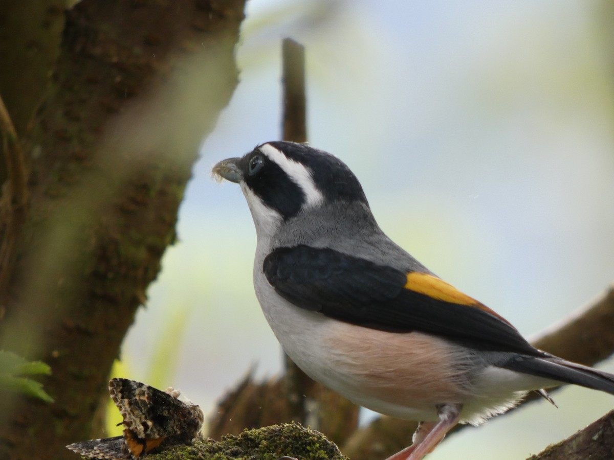 White-browed Shrike-Babbler (Blyth's) - ML633368885
