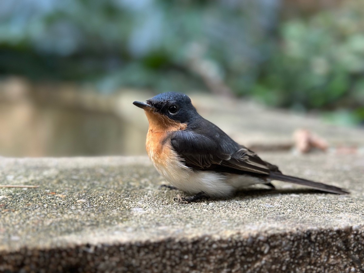 Satin Flycatcher - ML633368976