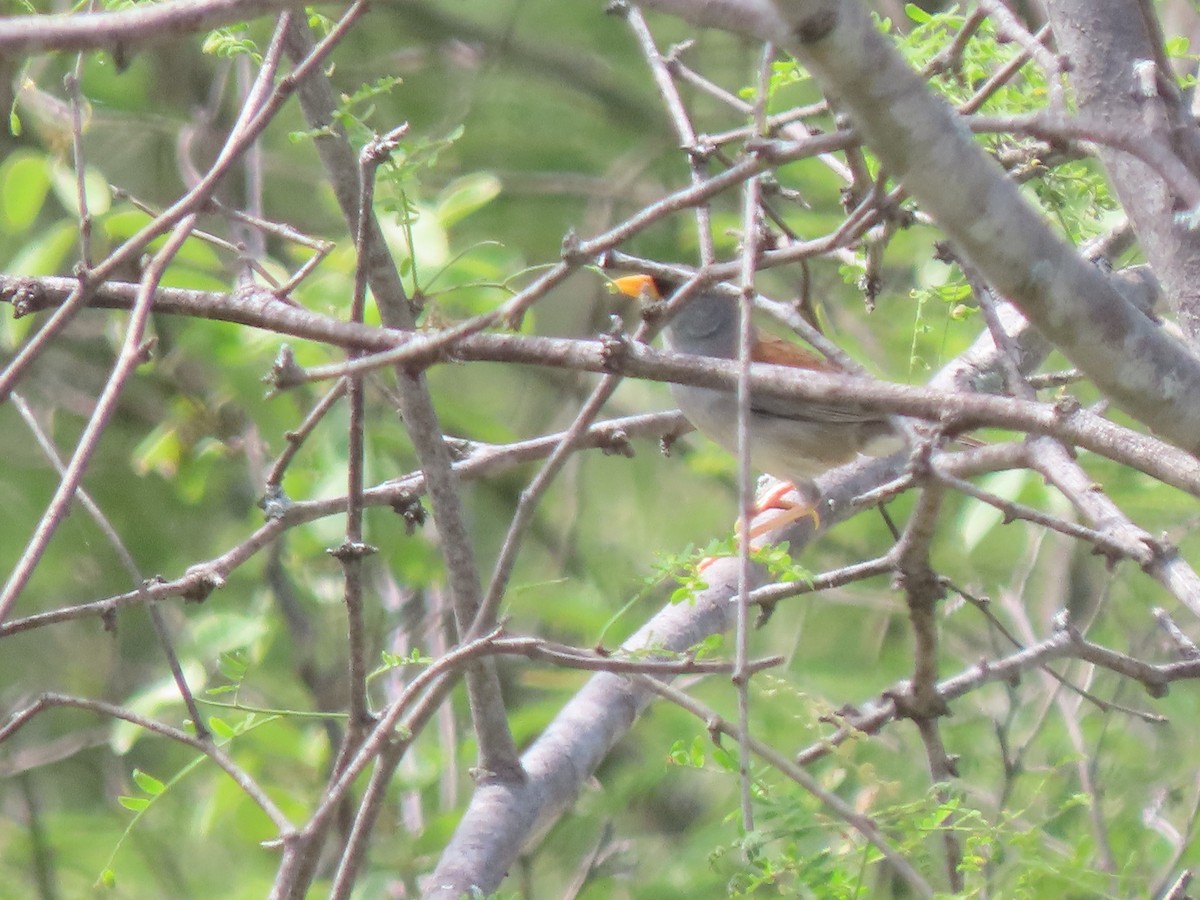 Little Inca-Finch - ML633369005
