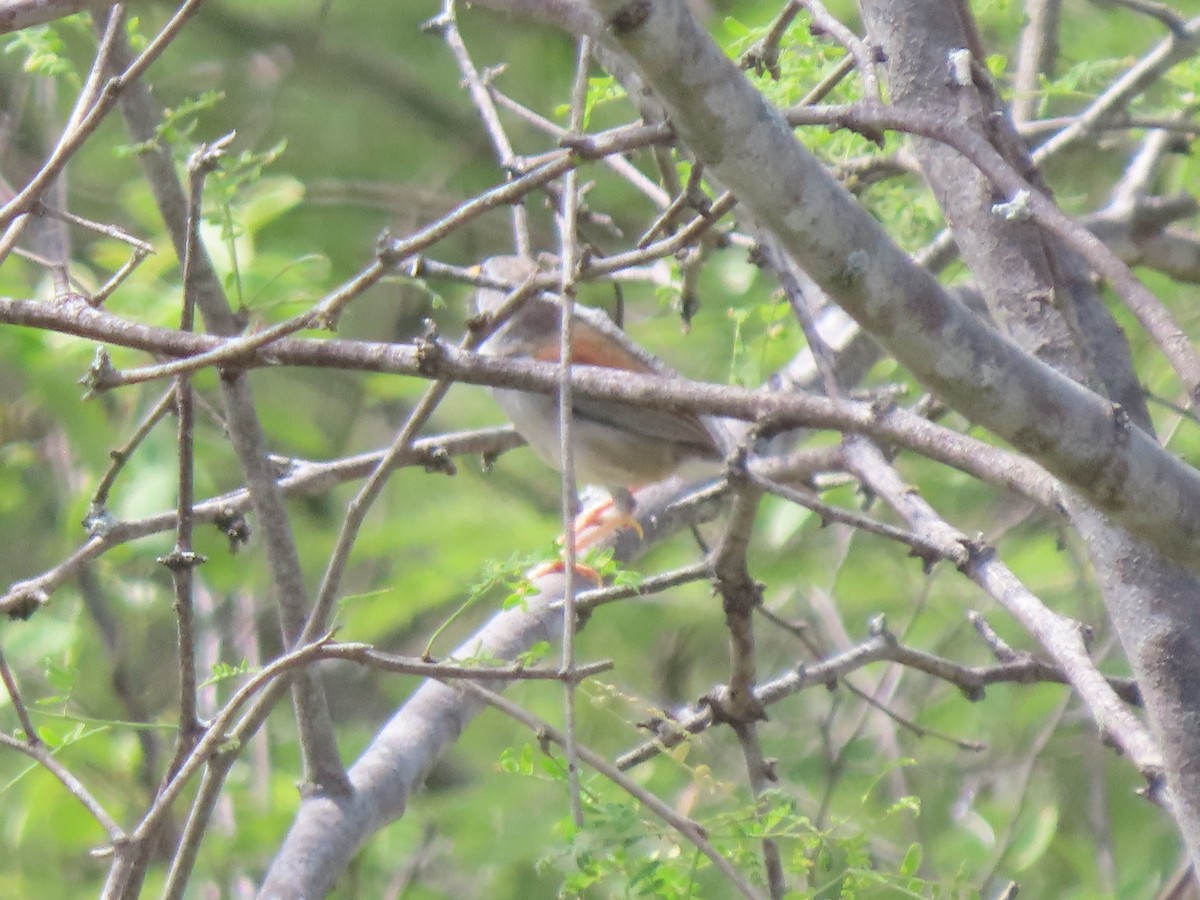 Little Inca-Finch - ML633369006