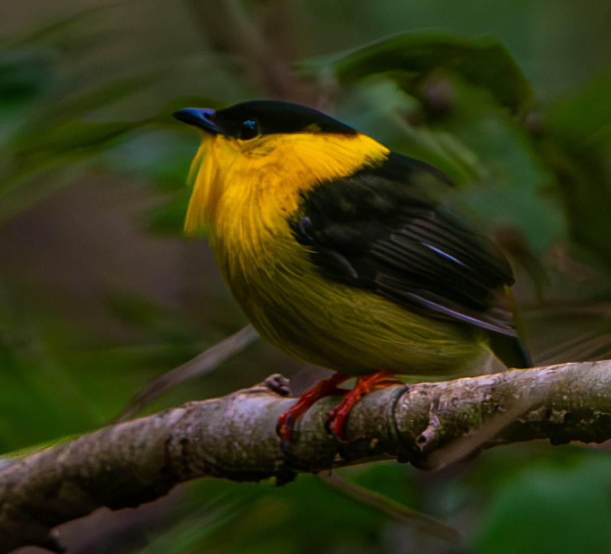 Golden-collared Manakin - ML633369137