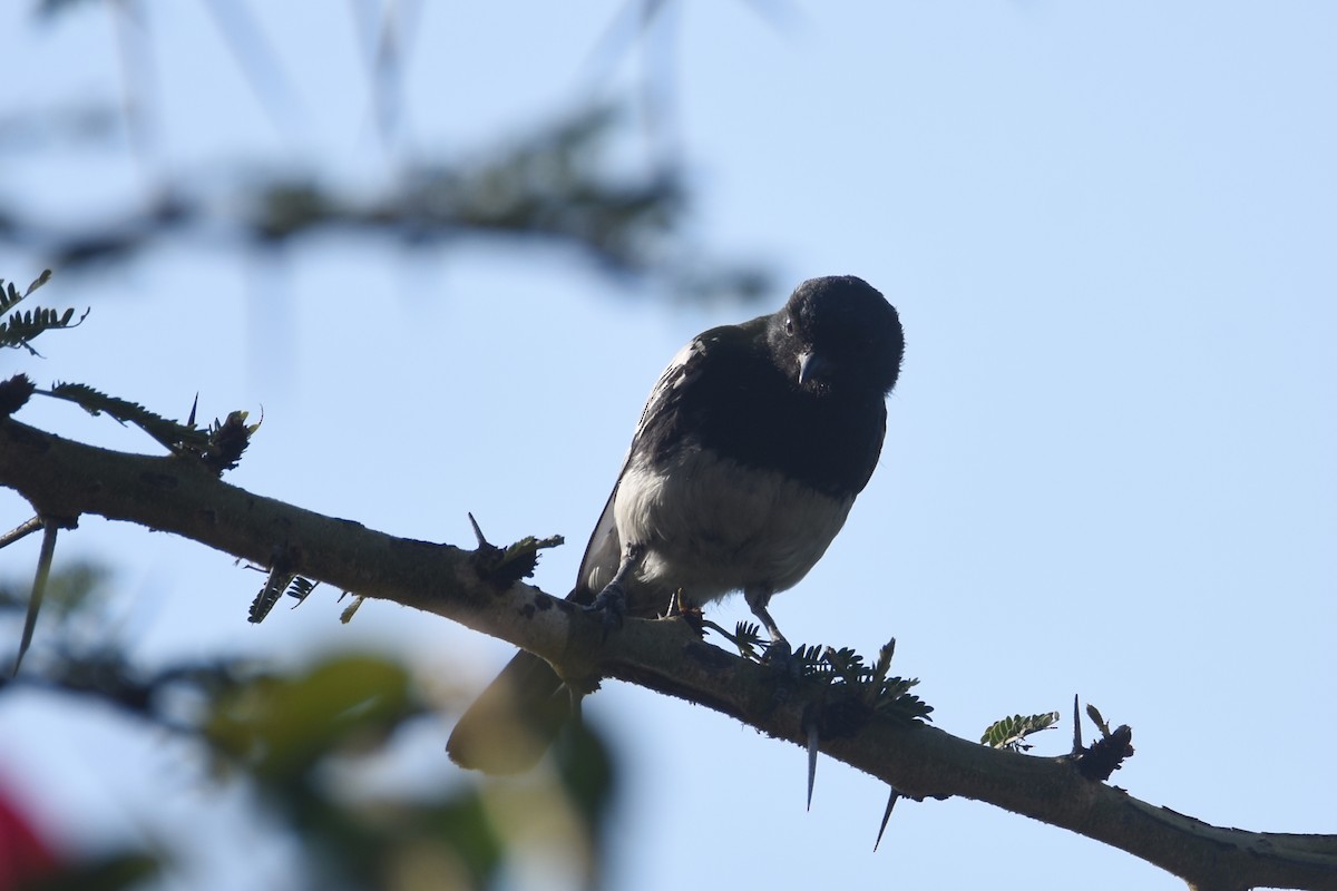 White-bellied Tit - Luke Berg