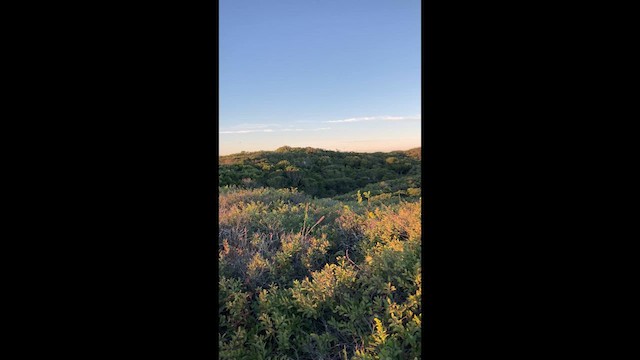 Northern Flicker (Yellow-shafted) - ML633369214