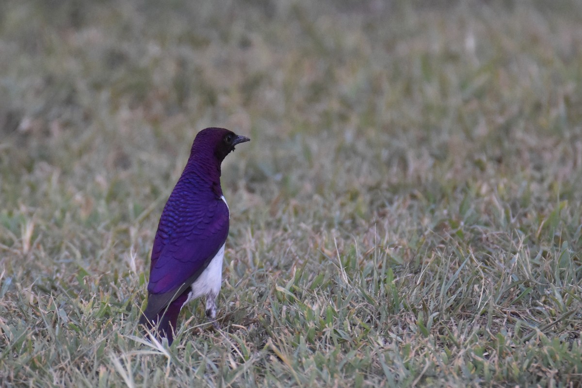 Violet-backed Starling - ML633369466