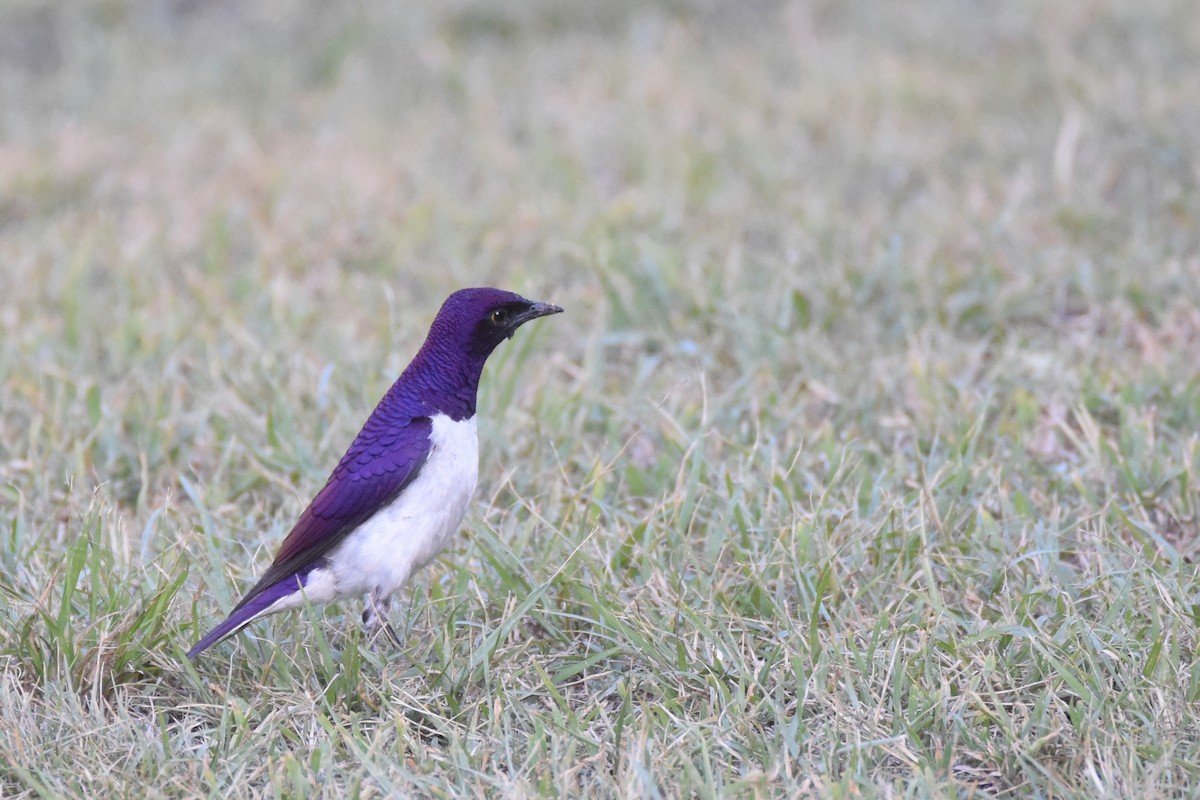 Violet-backed Starling - ML633369467