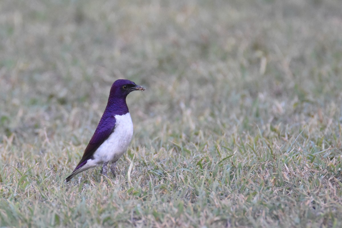 Violet-backed Starling - ML633369468