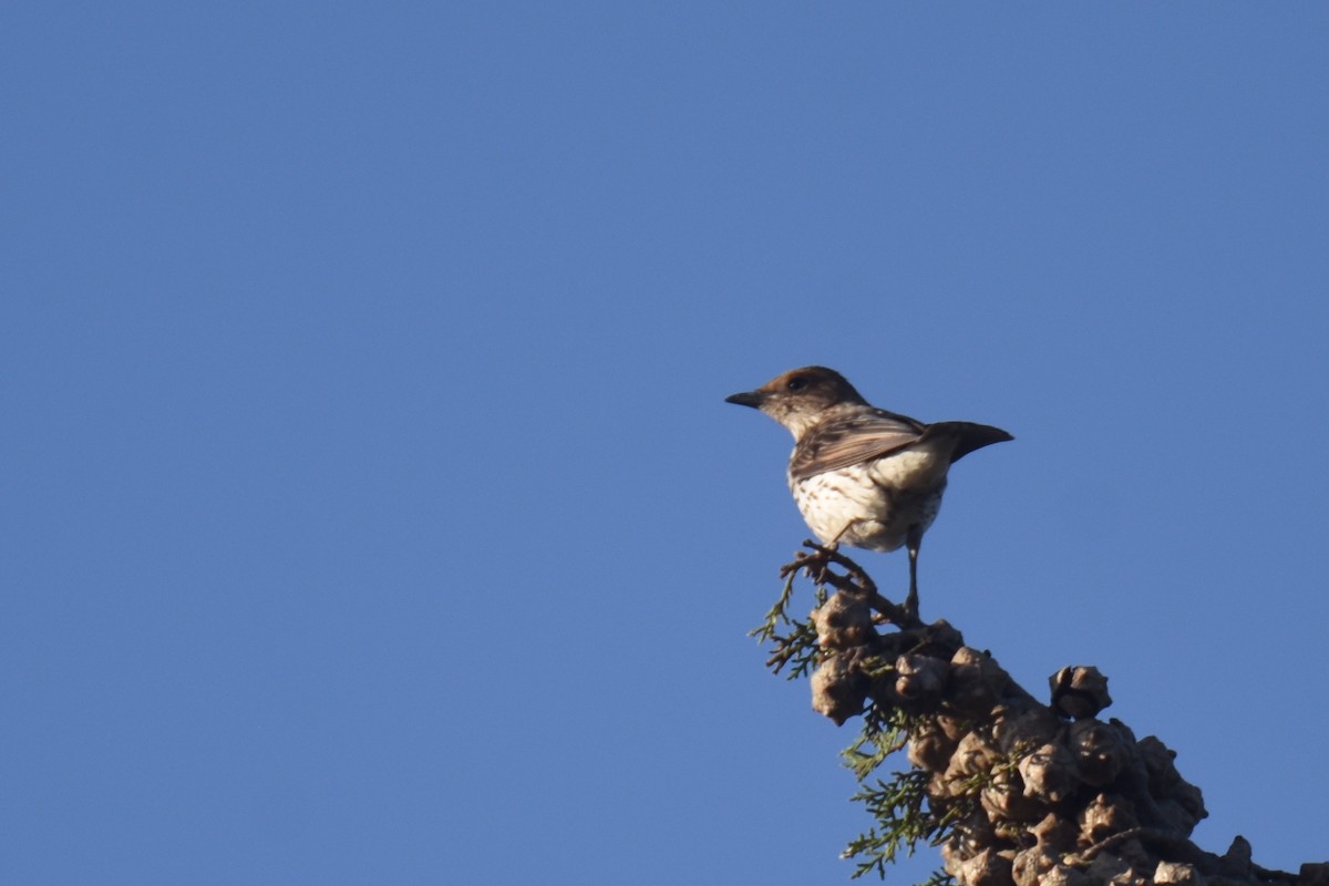 Violet-backed Starling - ML633369482