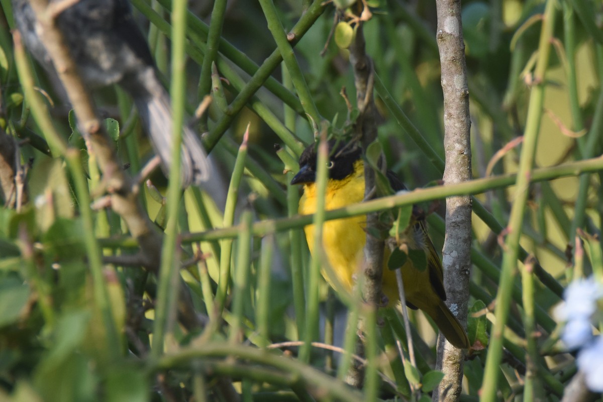Baglafecht Weaver - ML633369496