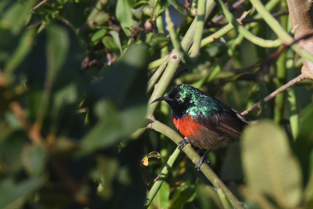 Northern Double-collared Sunbird - ML633369507