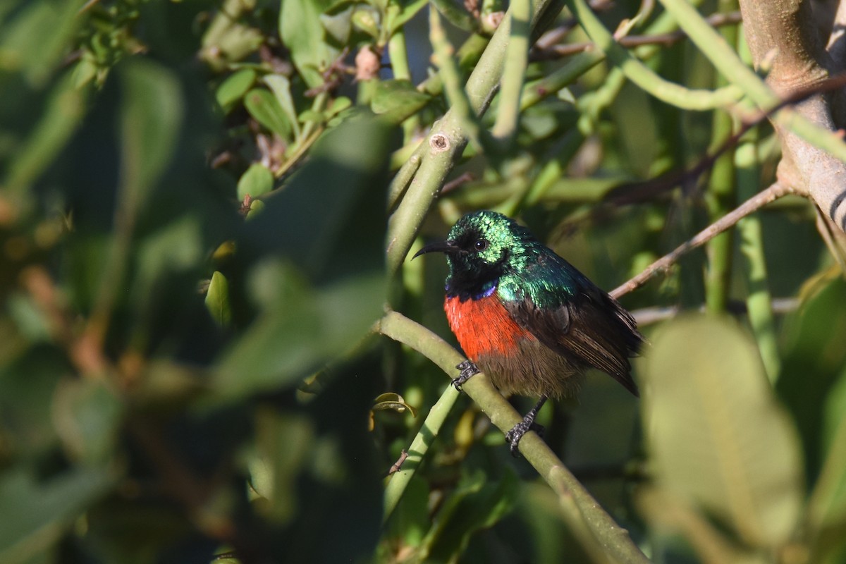 Northern Double-collared Sunbird - ML633369508