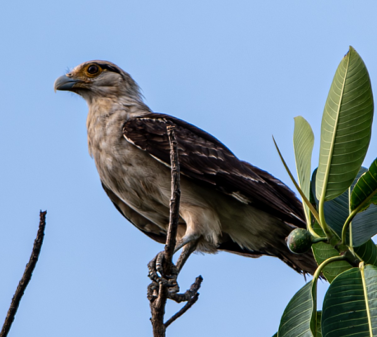 Yellow-headed Caracara - ML633369555