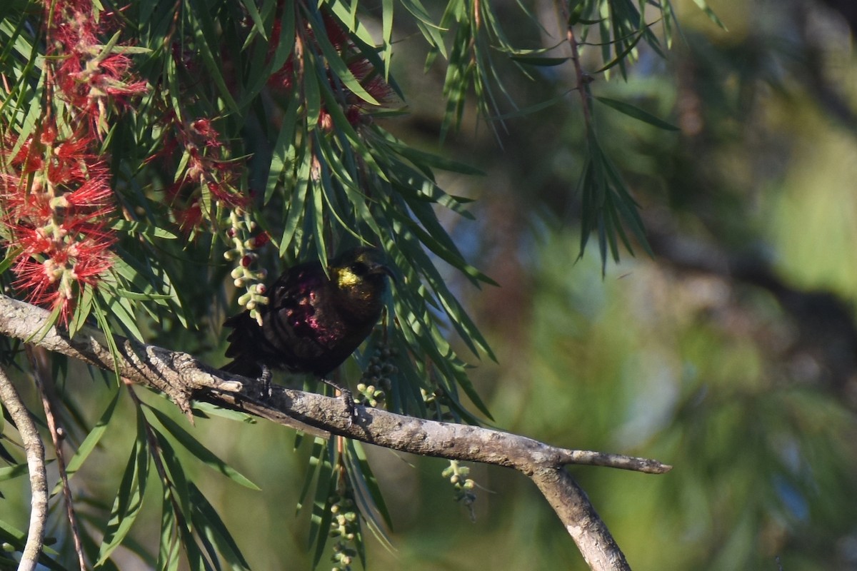 Tacazze Sunbird - ML633369565