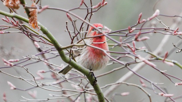 House Finch - ML633369573