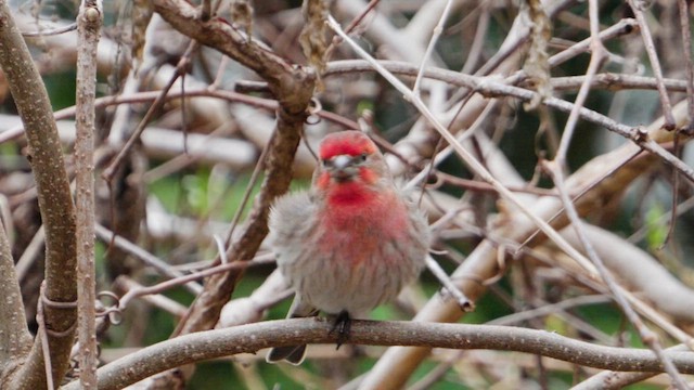 House Finch - ML633369595