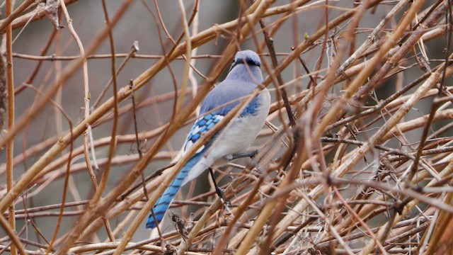 Blue Jay - ML633369597