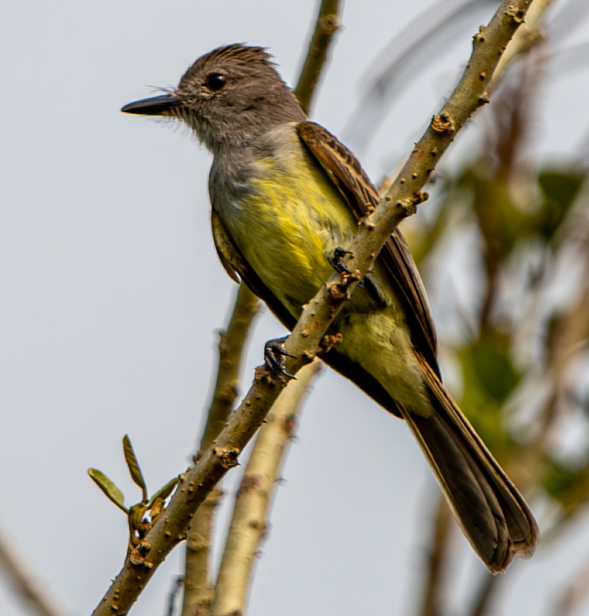 Panama Flycatcher - ML633369617