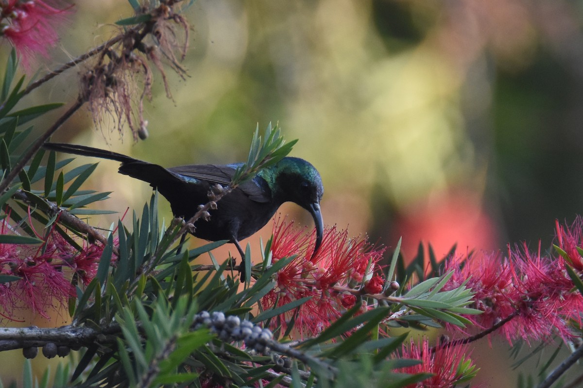 Bronze Sunbird - ML633369632