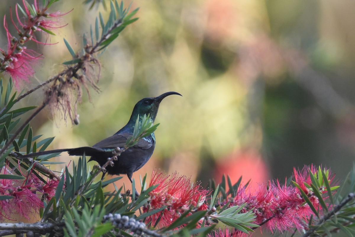 Bronze Sunbird - ML633369633