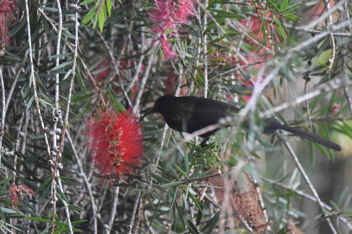 Bronze Sunbird - ML633369634