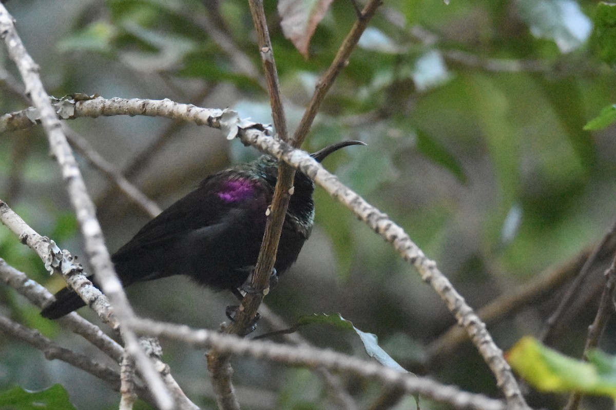 Tacazze Sunbird - ML633369642