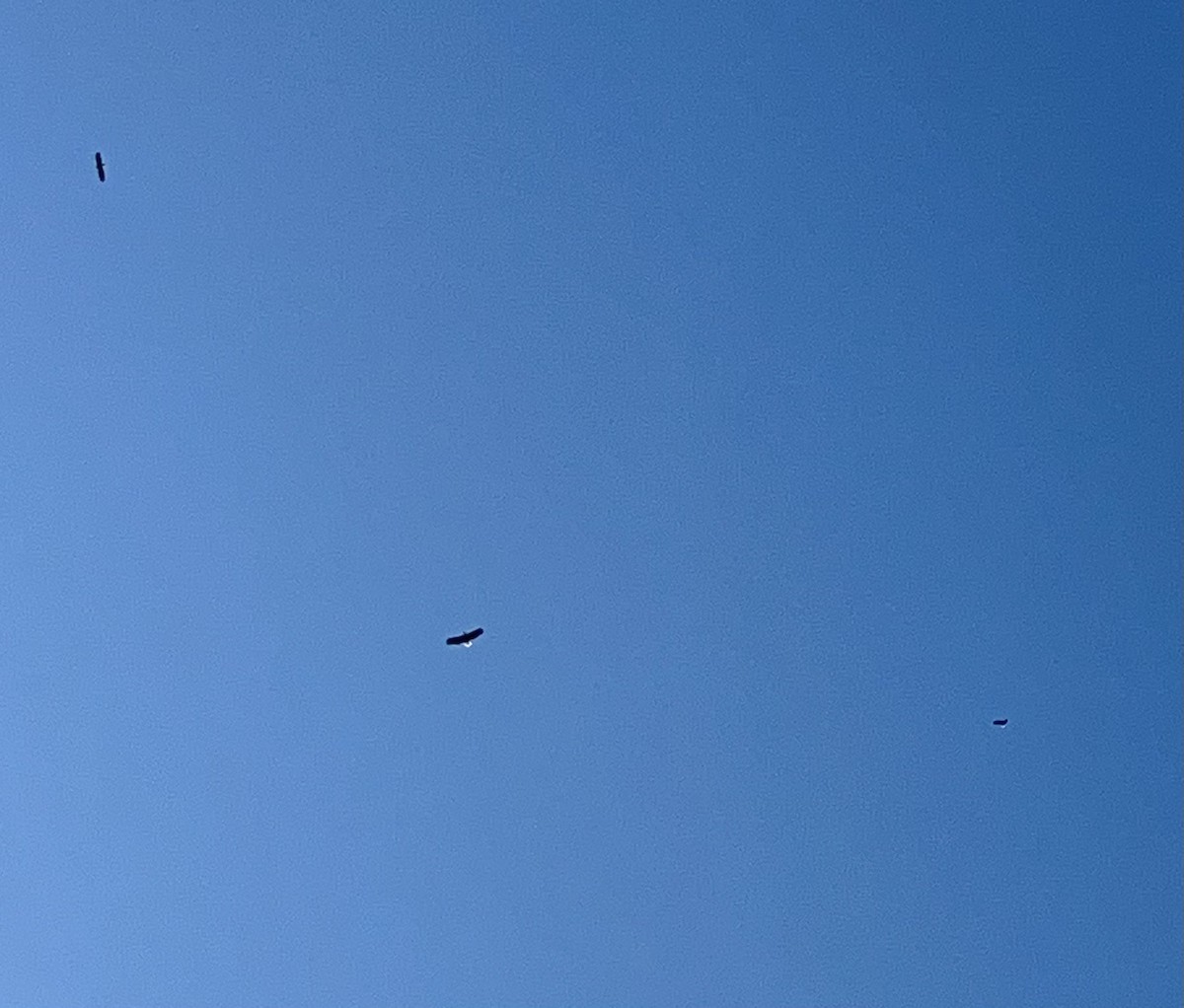 Bald Eagle - ML633369653