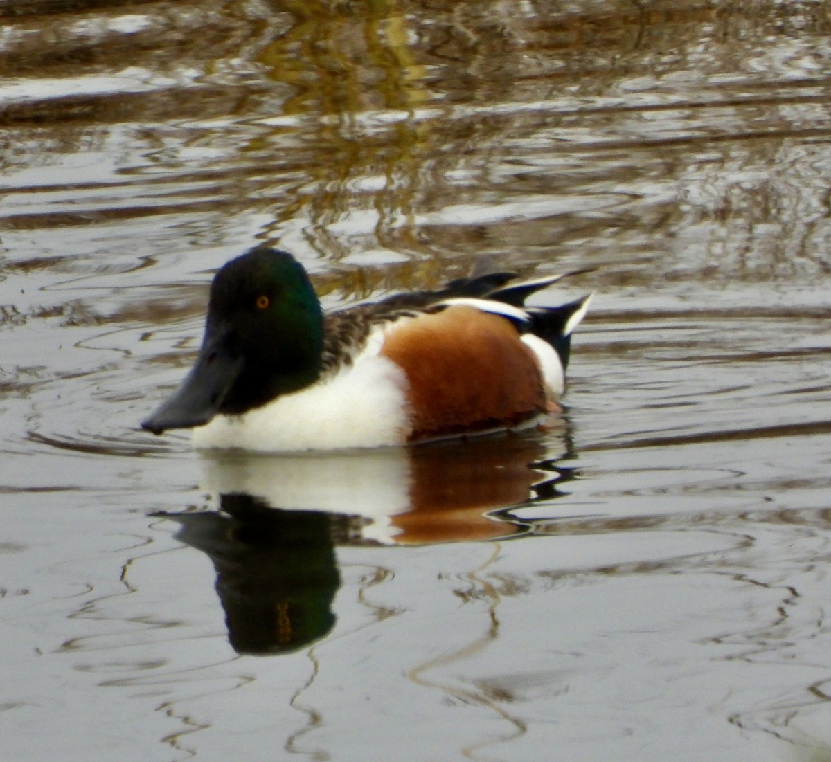 Northern Shoveler - ML633369703