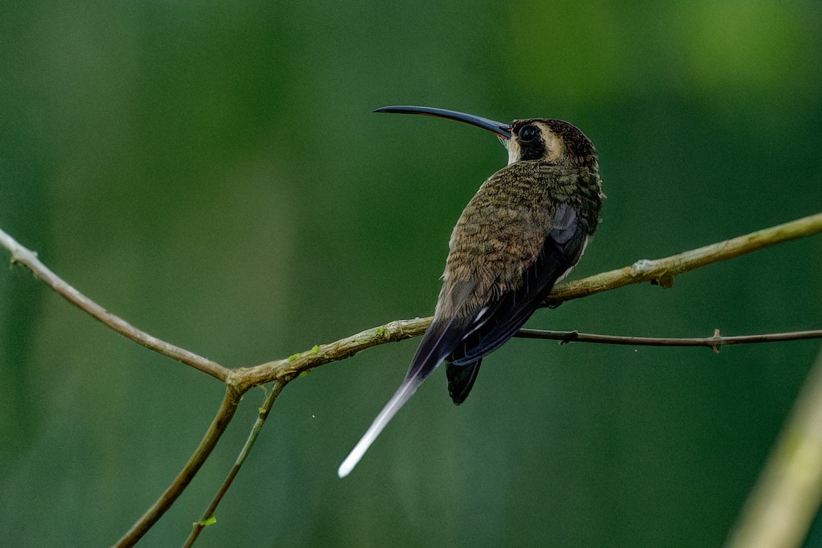 Pale-bellied Hermit - ML633369876