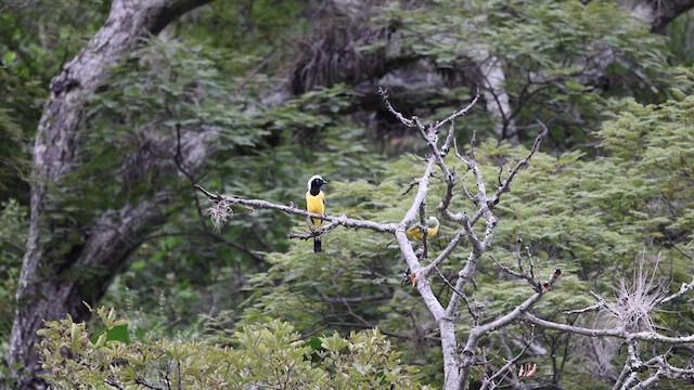 Green Jay - ML633369963