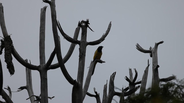 Green Jay - ML633369967