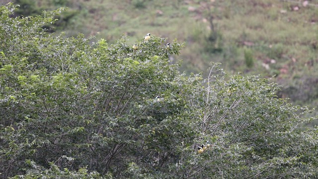 Green Jay - ML633369971