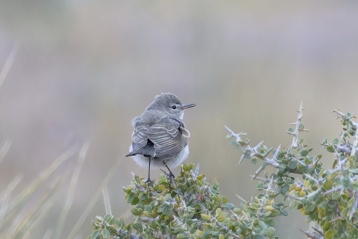 Spot-billed Ground-Tyrant - James Rawson