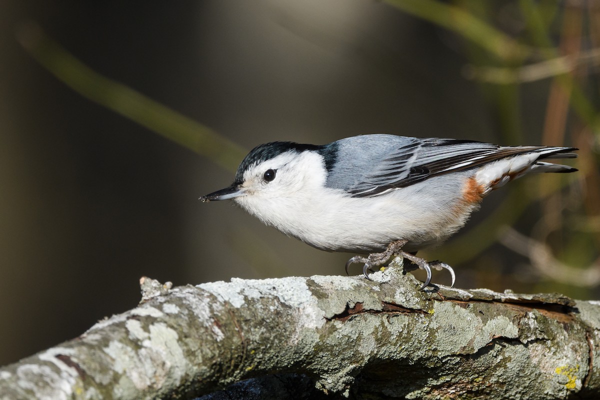White-breasted Nuthatch - ML633370144