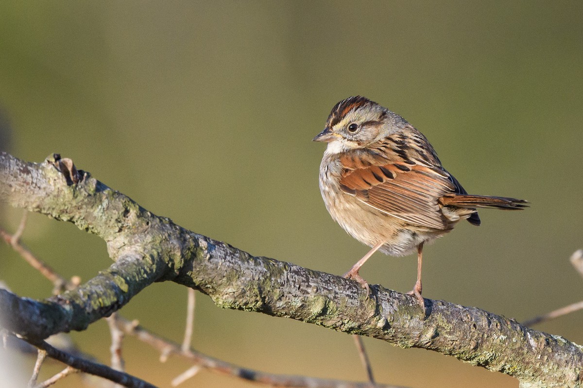 Swamp Sparrow - ML633370152