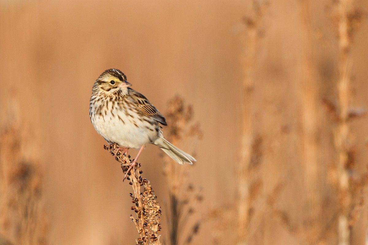 Savannah Sparrow - ML633370159
