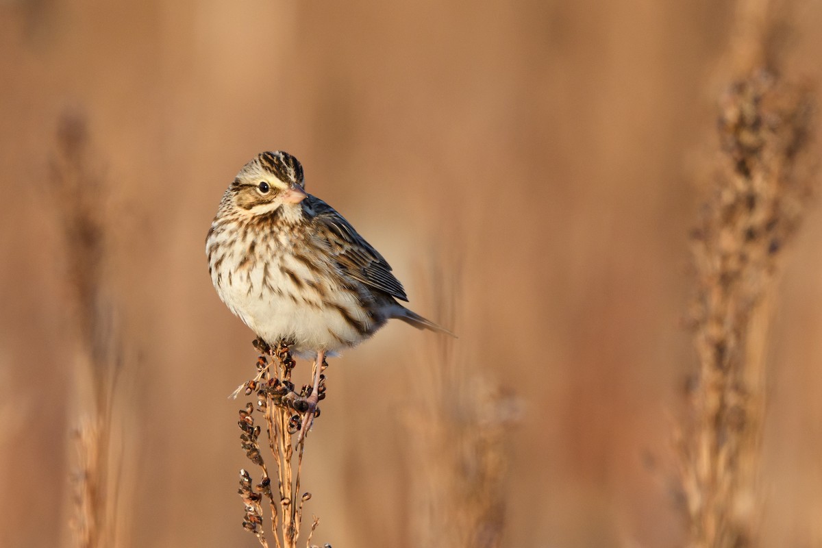 Savannah Sparrow - ML633370160