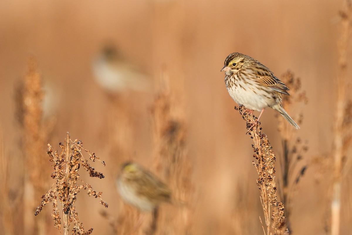 Savannah Sparrow - ML633370161