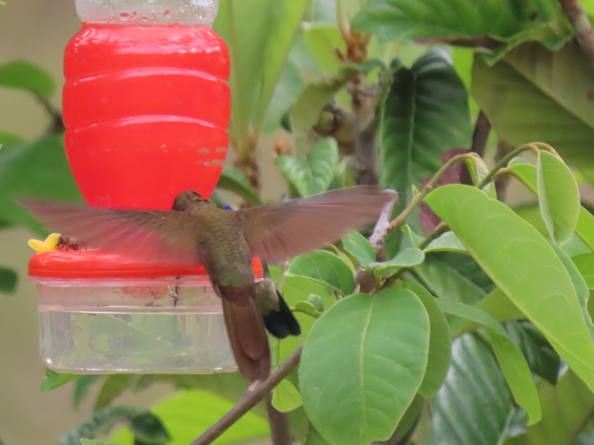 Bronzy Inca - Doug Kibbe