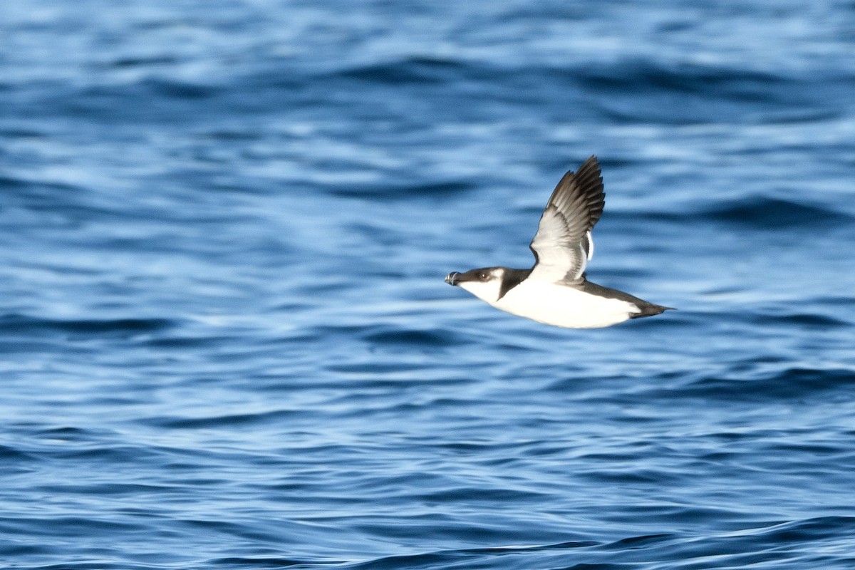 Razorbill - ML633370269